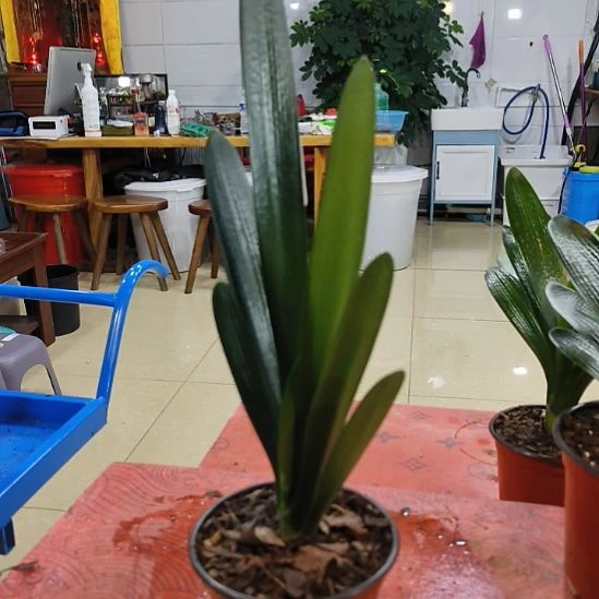 完全开放“鑫子兰苑”杜杜