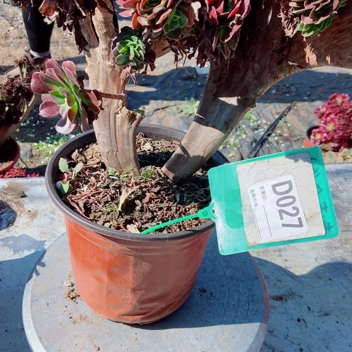 牵***人D027欧紫欧紫欧紫欧紫欧紫