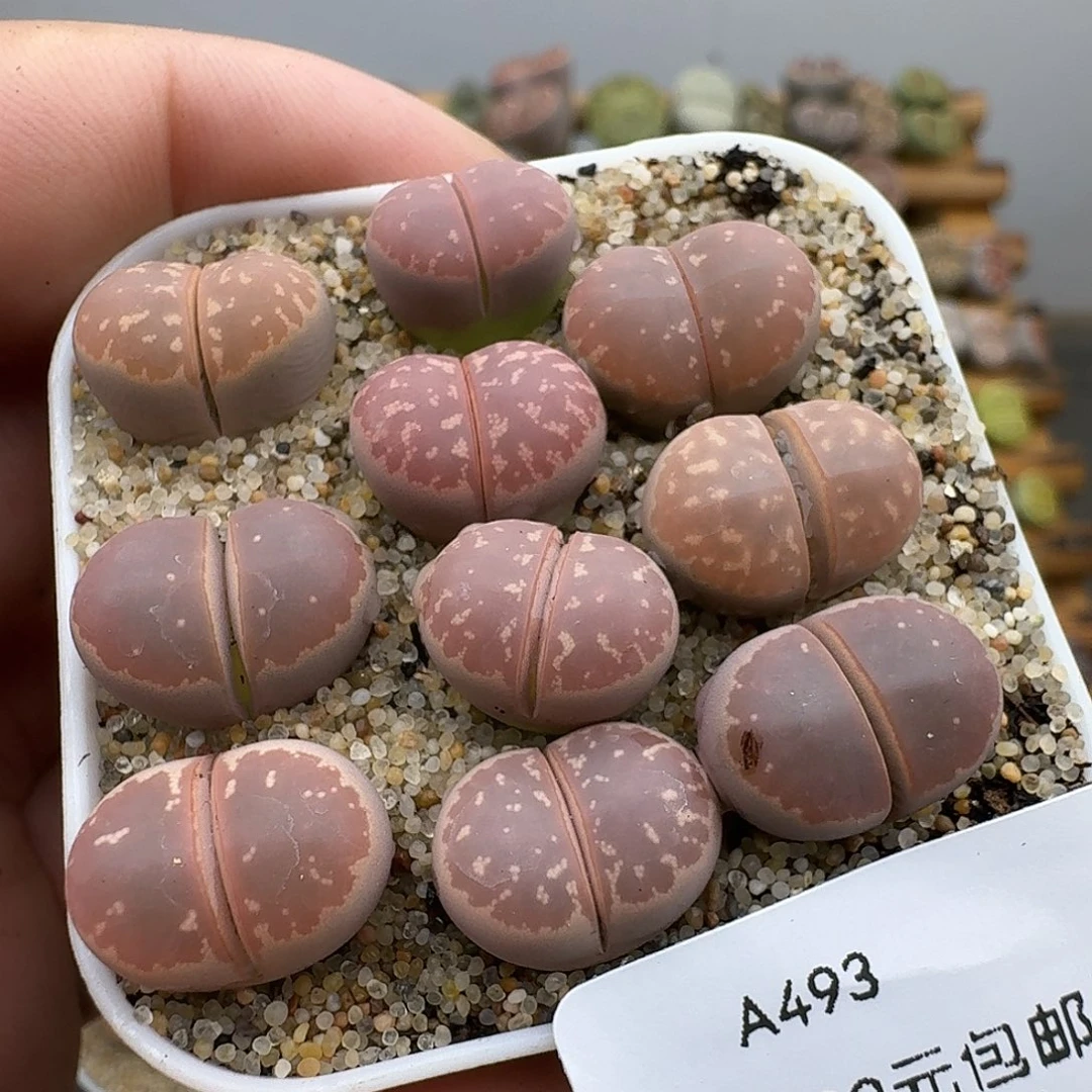 493多肉肉肉肉肉肉肉