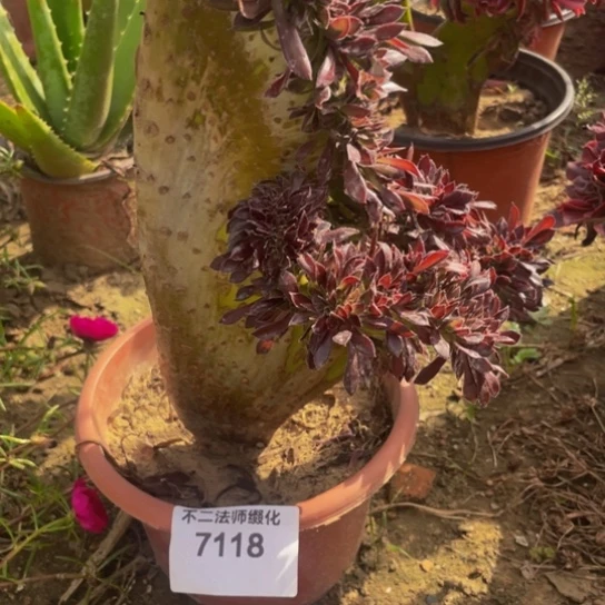 7118，黑法师缀包邮