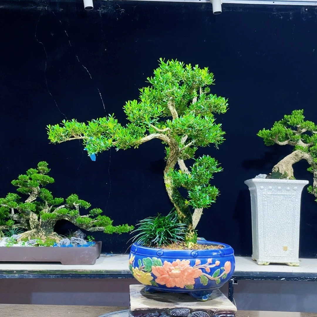 黄杨盆景四季常青