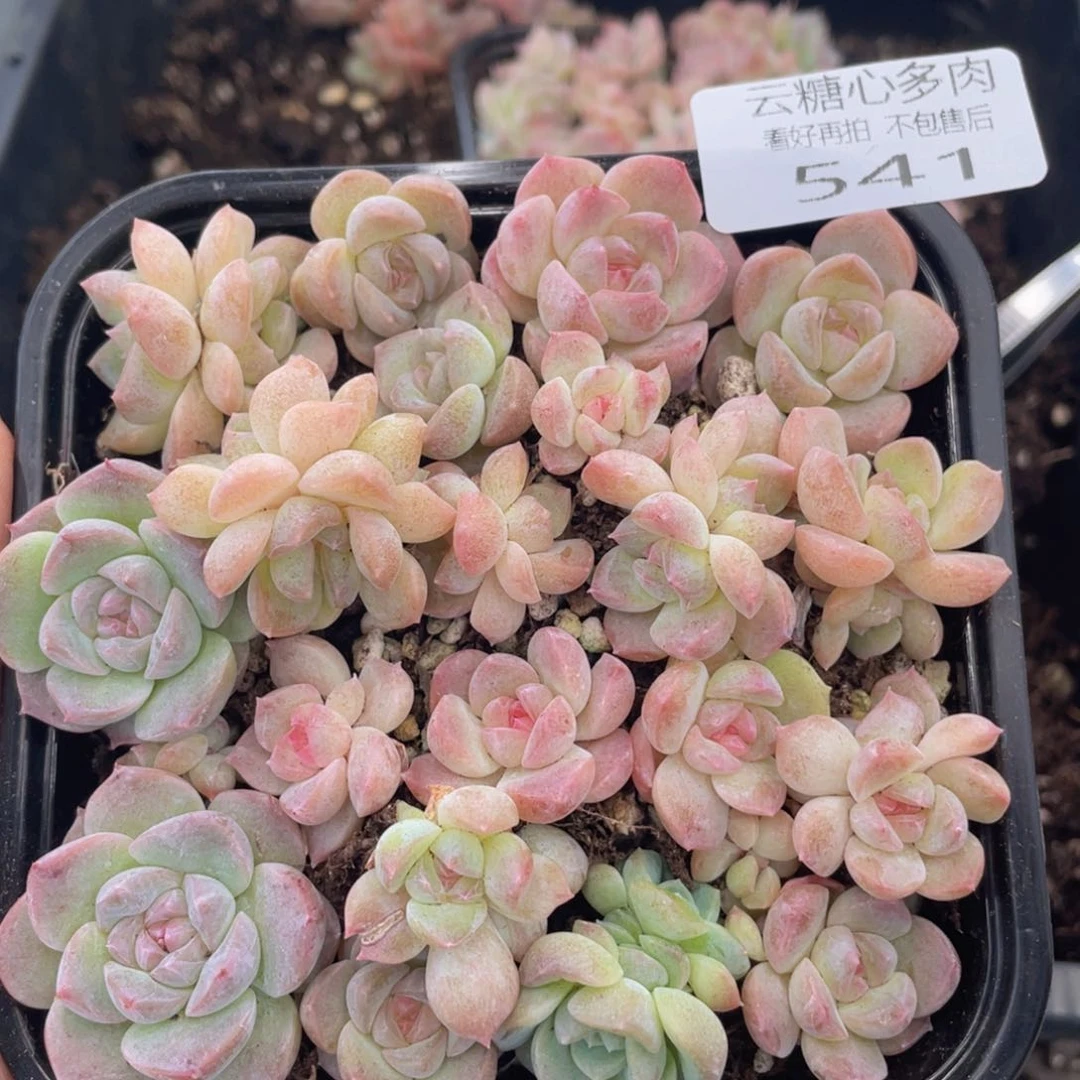 云糖心多肉植物541