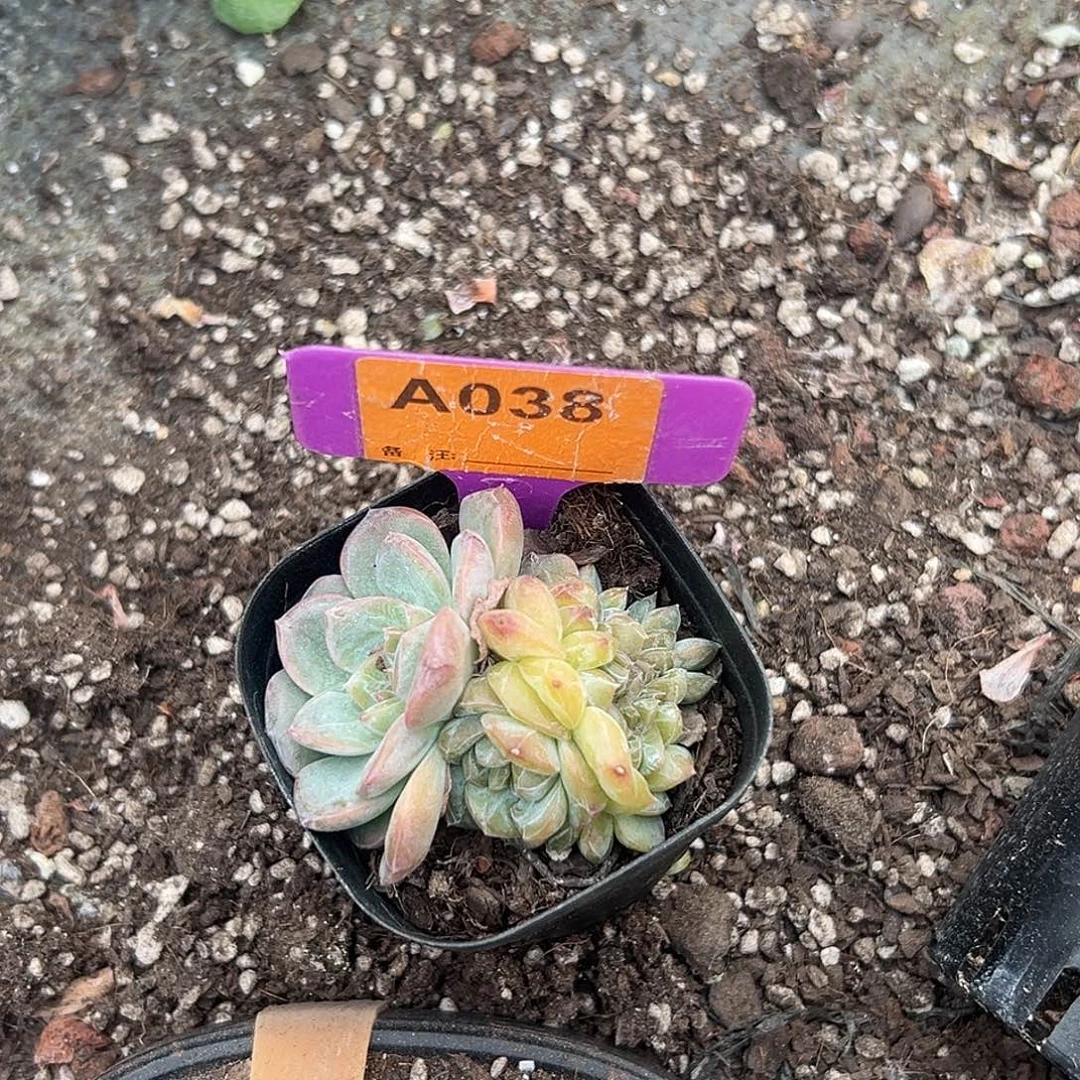 西***琴多肉植物一物一拍