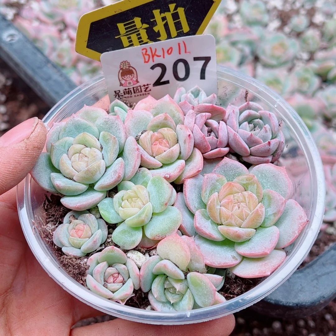 多肉植物多肉植物