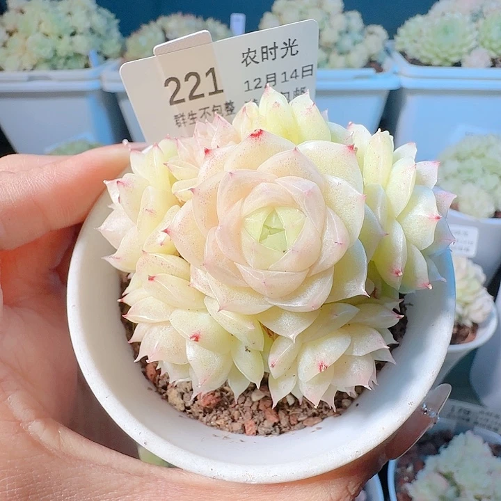 1214-221m1-121-1麦杆