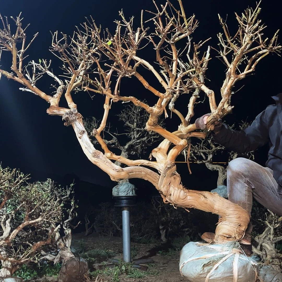当前无花栽培后可以开花