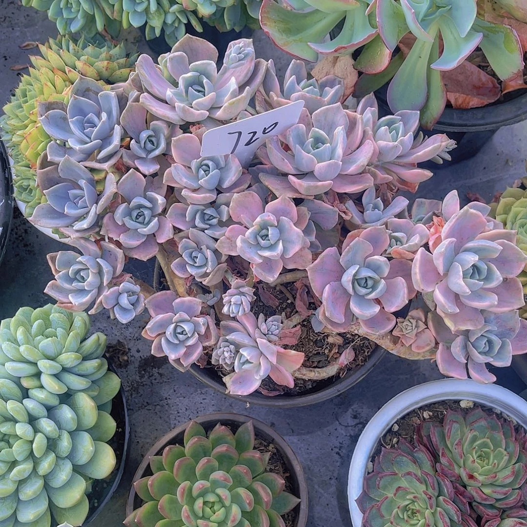 郭***芬000000000000000720