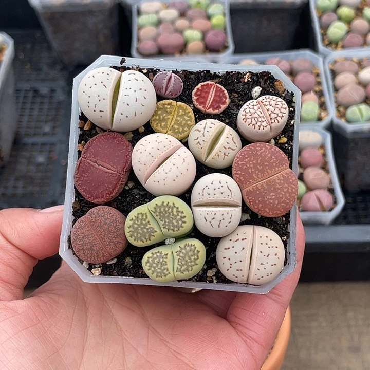 753兔兔我我我我我