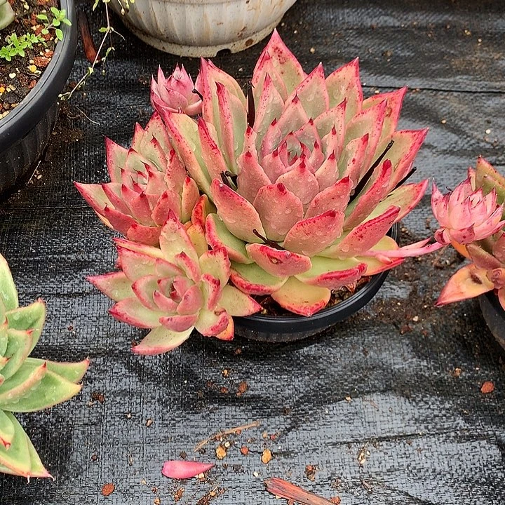 美肉特价活动开始了