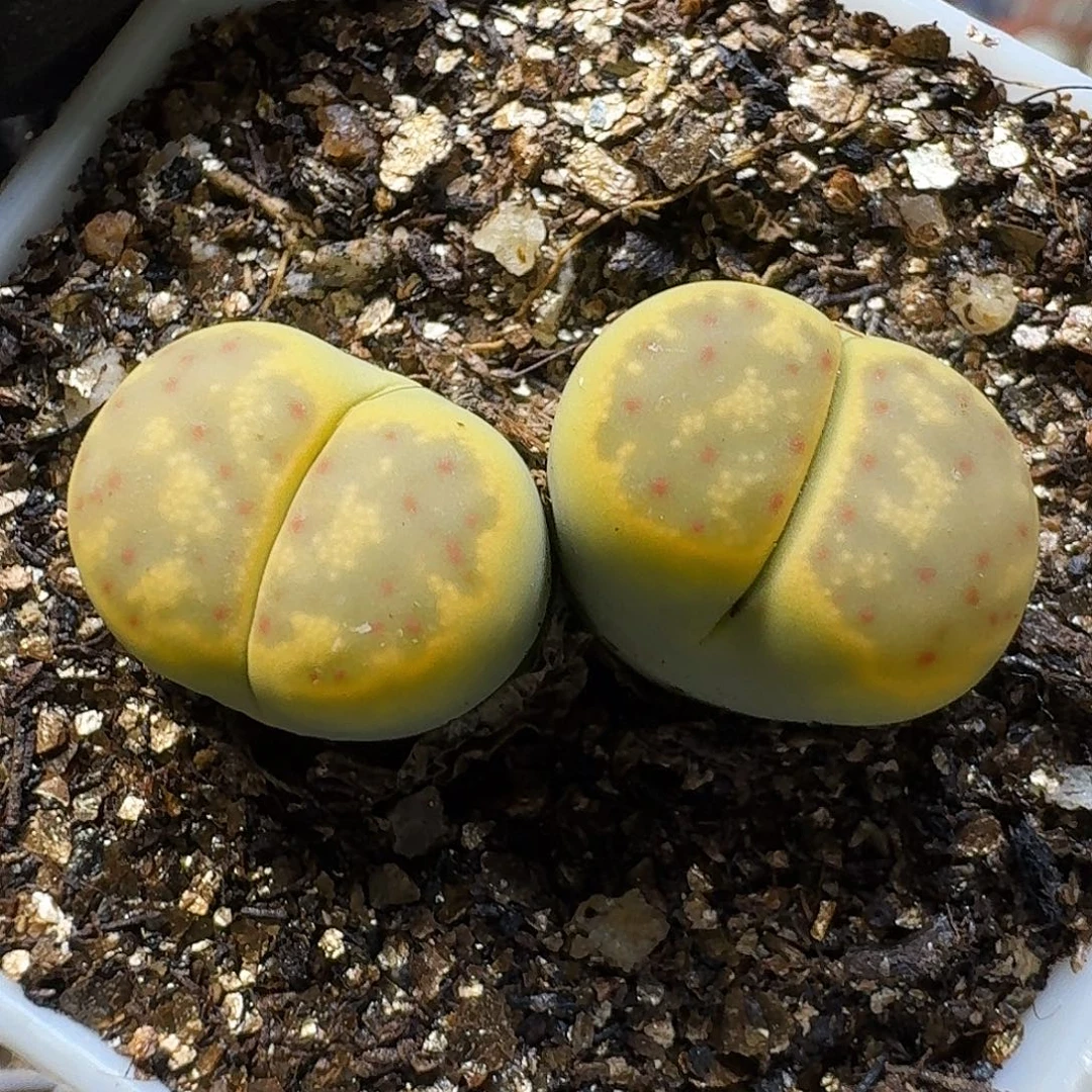 生石花111111。  208