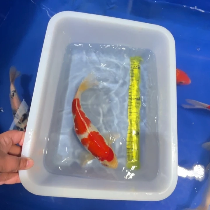 锦鲤锦鲤红白三色