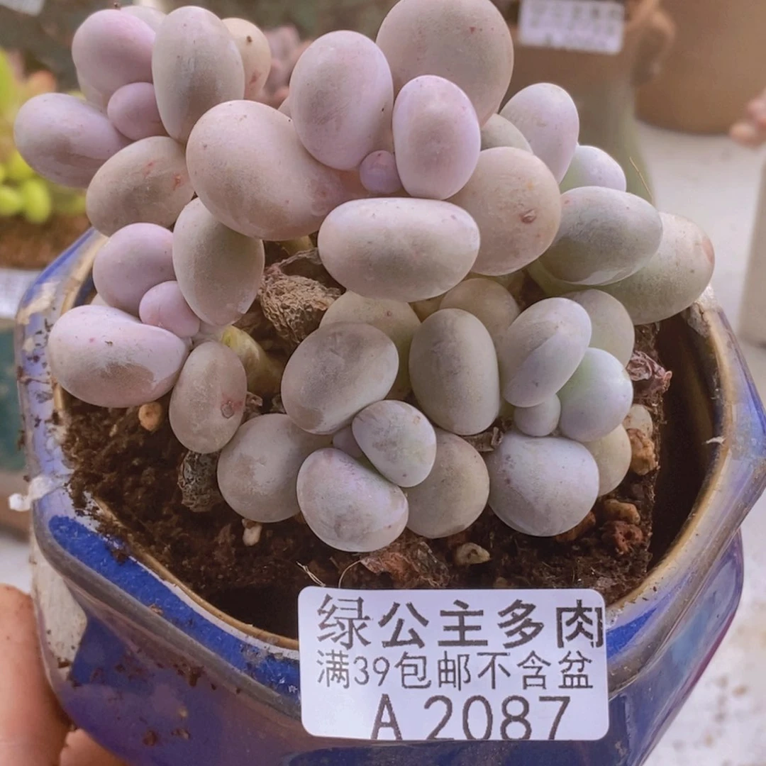 芭比奶洛9cm2087多肉植物