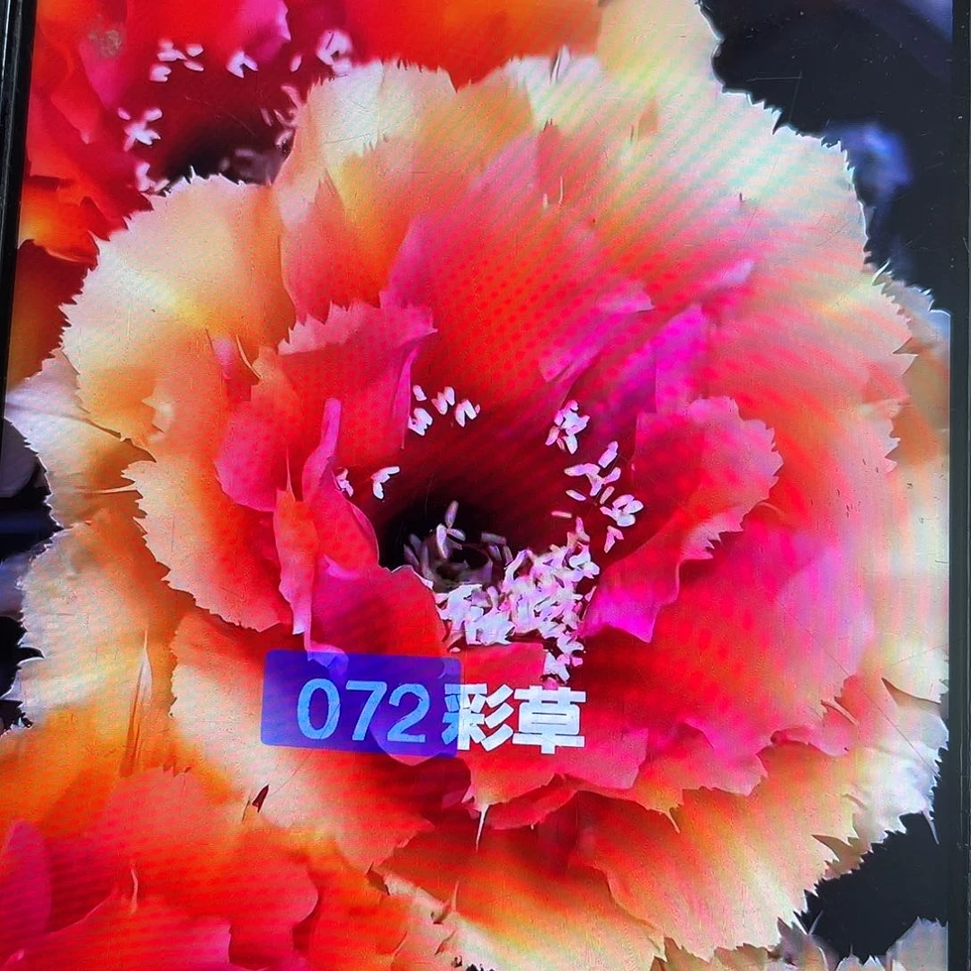 静*072自根球7公分