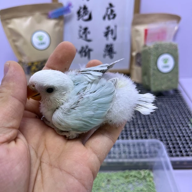 牡丹鹦鹉-精品重色松石伊莎母E10695