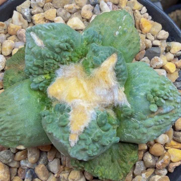 蓝爆带锦基因边境老头的