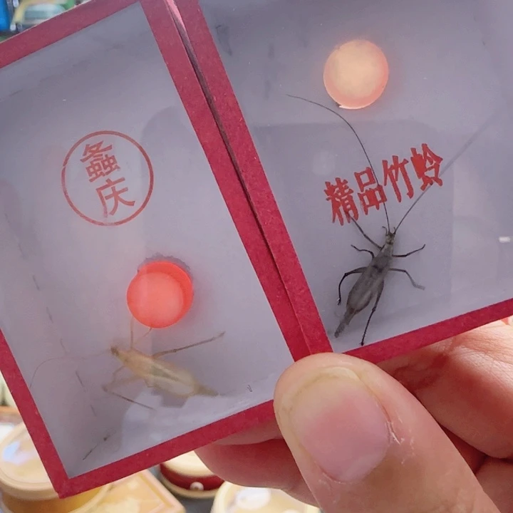 紫竹➕精品柬竹啊啊啊啊啊