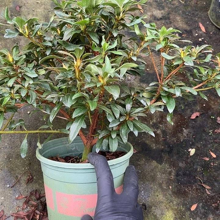 懂***你完全开放千裕杜鹃