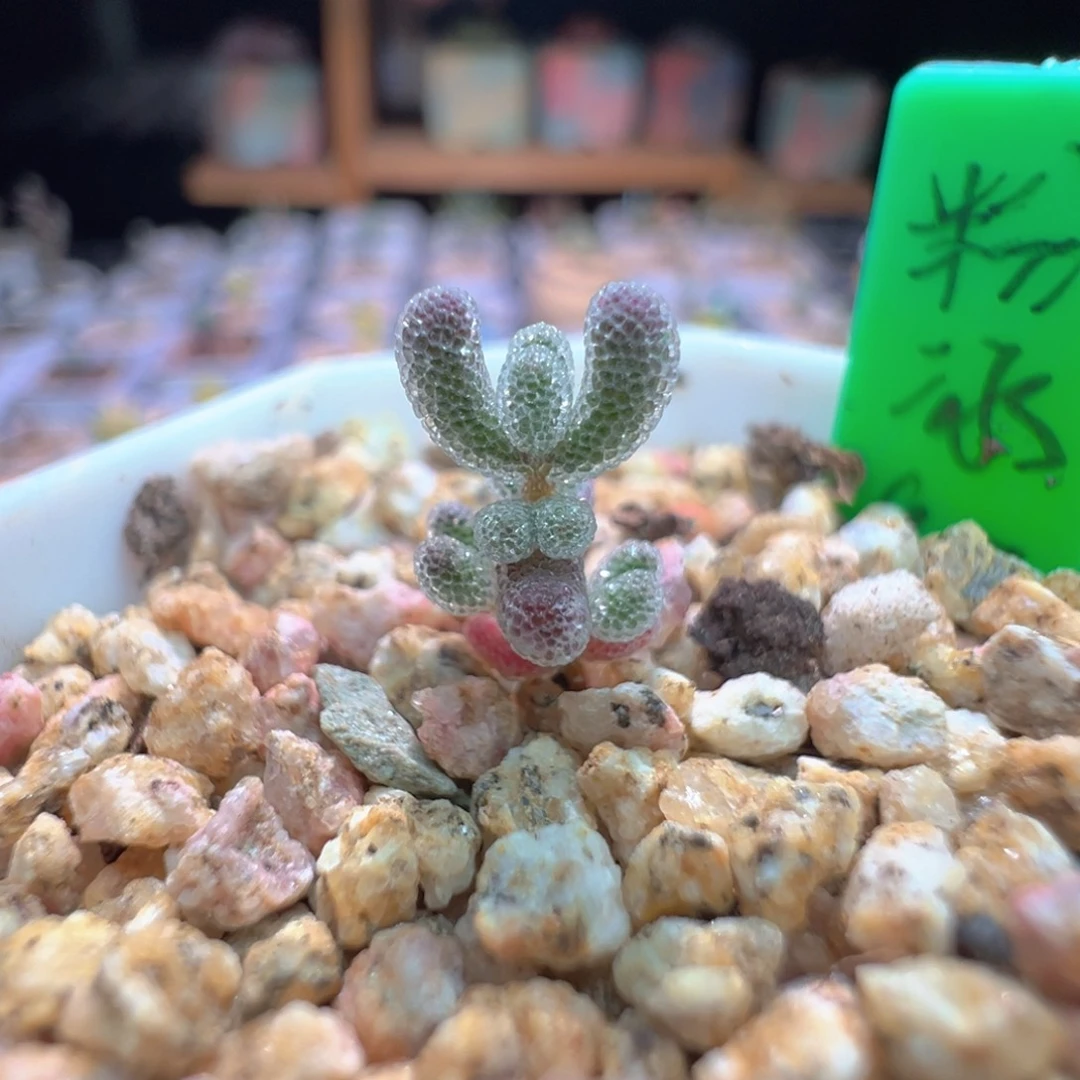 尺寸很小，1133实生粉冰晶，实生拍下不退不换