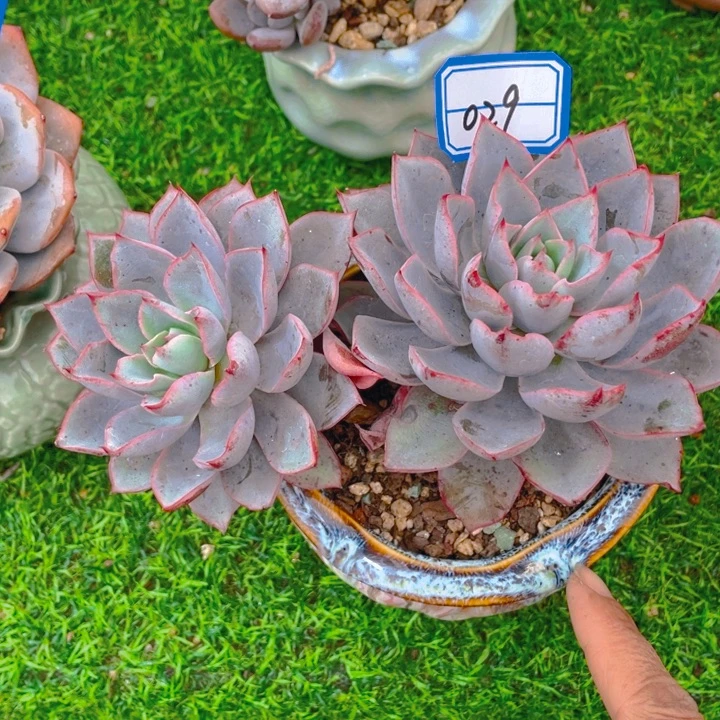 谢谢你的支持0000029