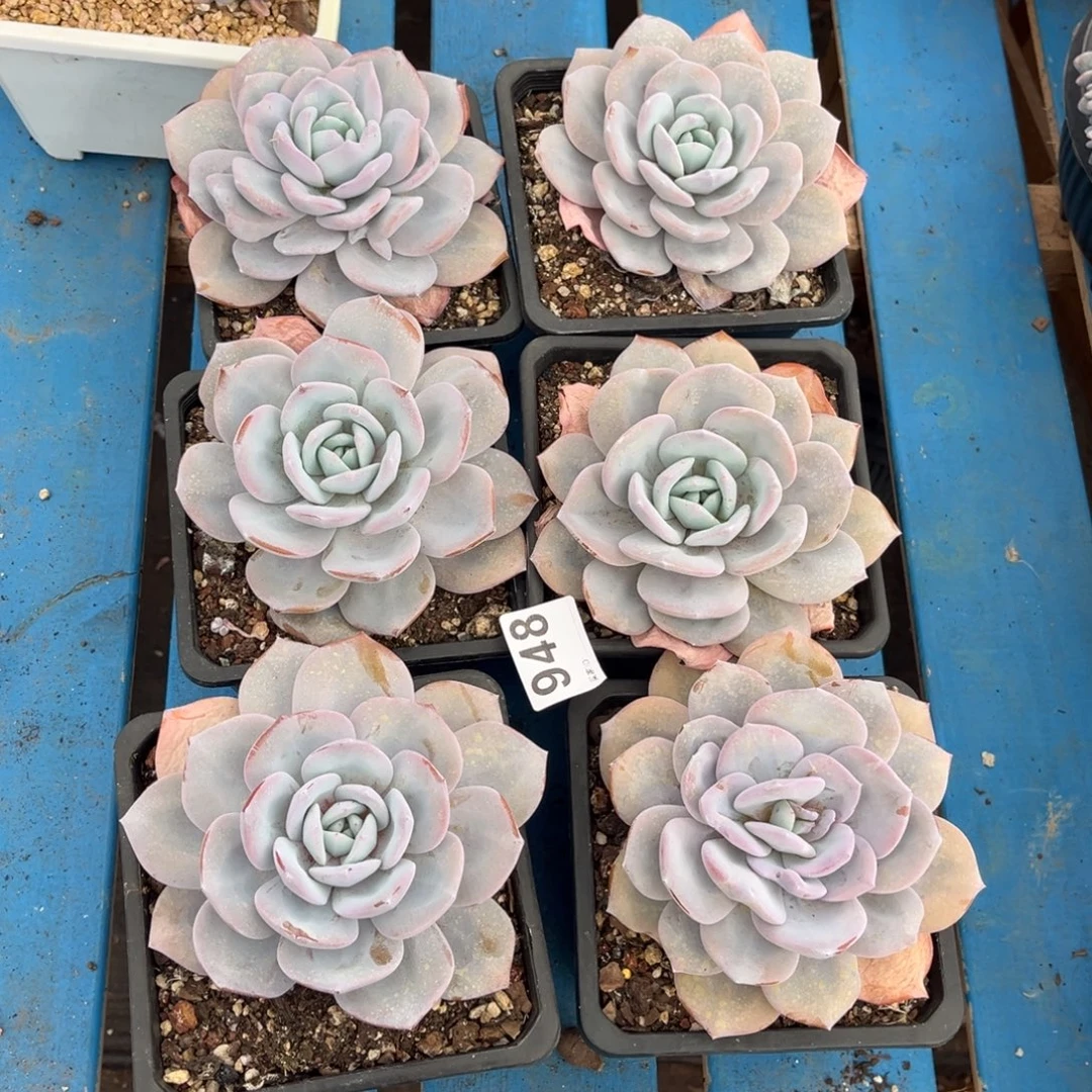 948号新疆西藏内蒙古不包邮的