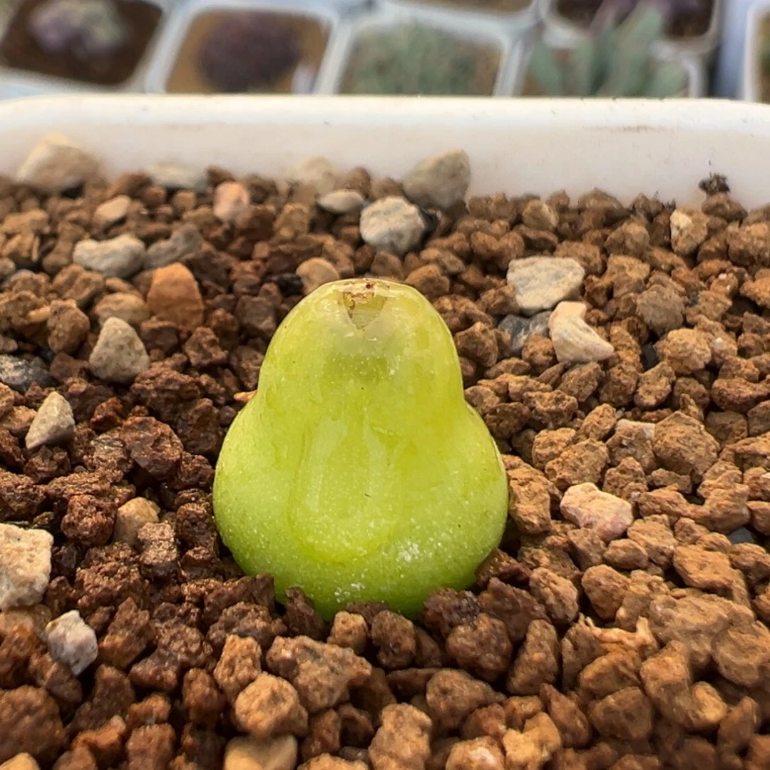 69多肉植物百科植物