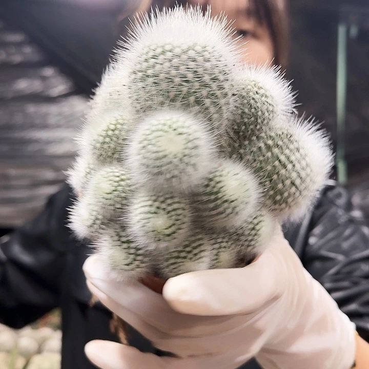 白小丁群1111111111