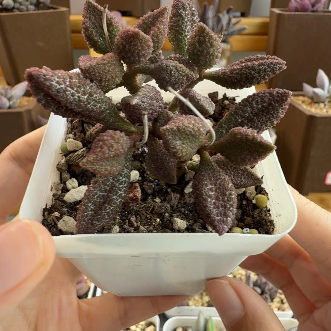 荔枝皮水泡duorourrr