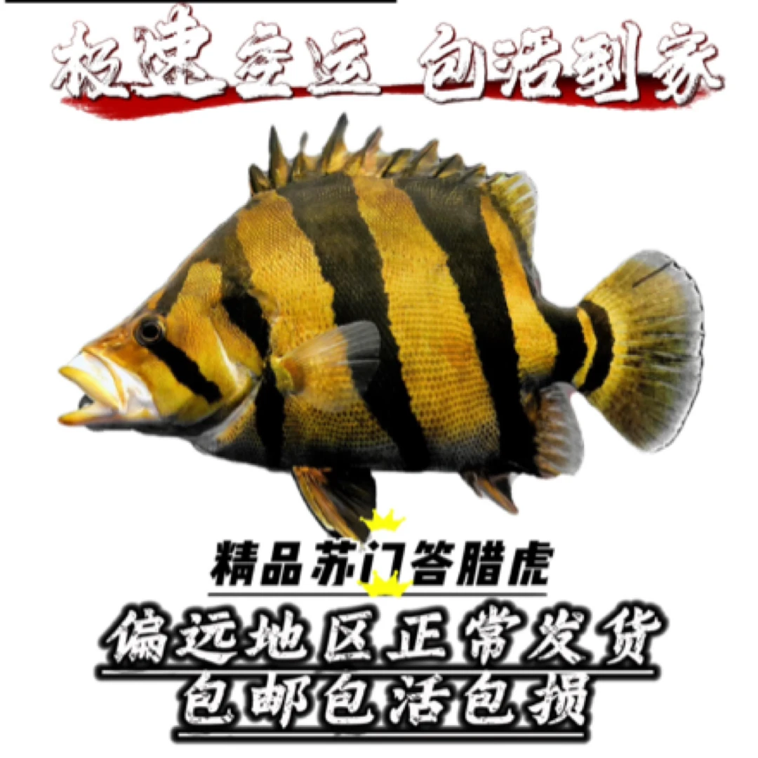 苏虎印尼虎四纹热带观赏鱼泰国虎鱼猛鱼龙鱼配鱼三纹虎