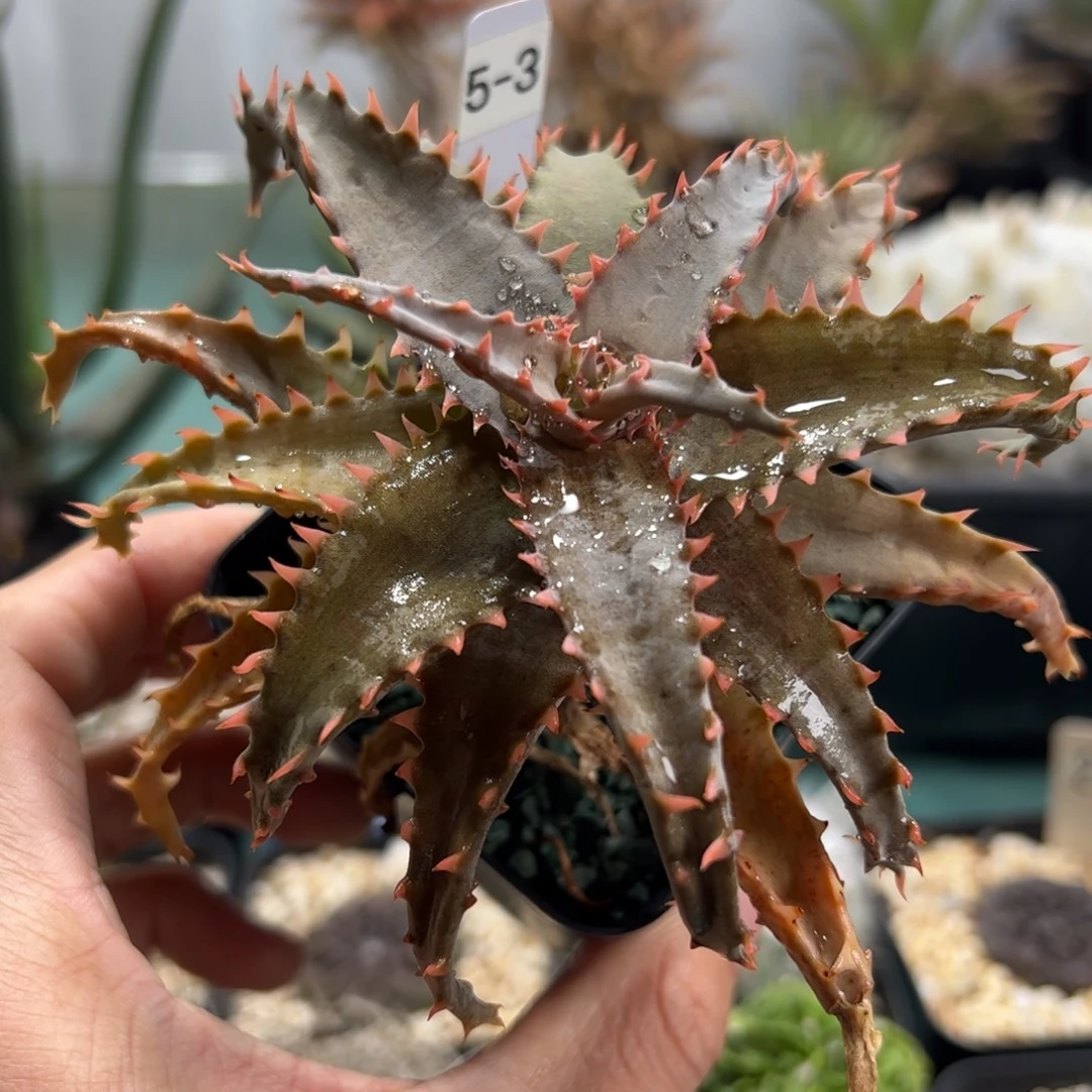 实生卡萨帝杂 脱土发货