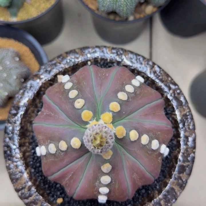 大型紫蝴蝶大尤连心琉璃