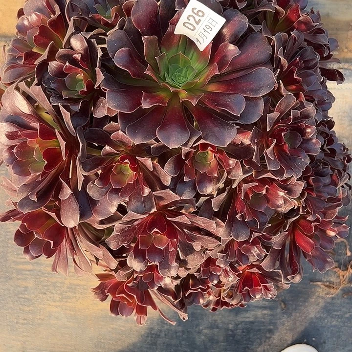 无***肉1.19-26花那多肉植物