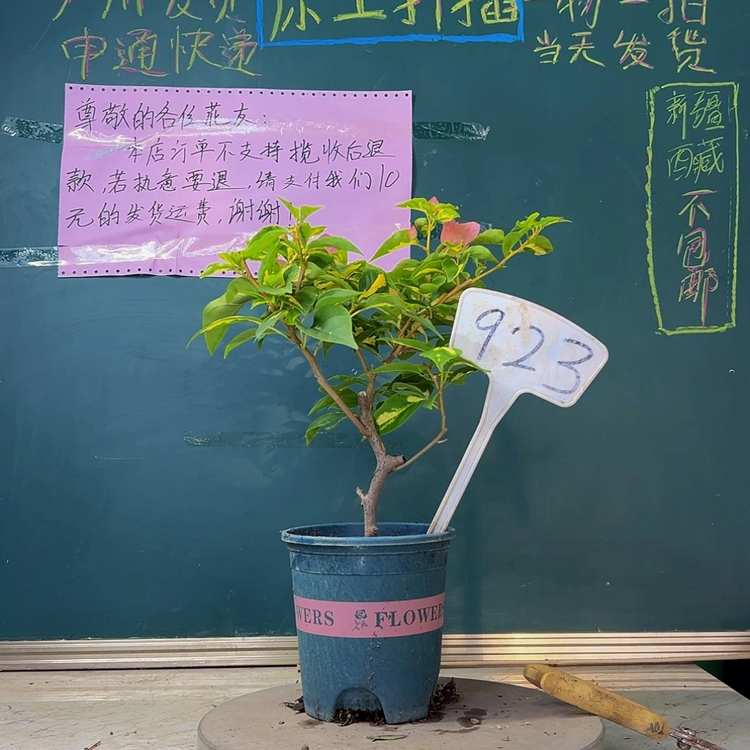 当前无花栽培后可以开花 福利 金心橙白 有瑕疵  923