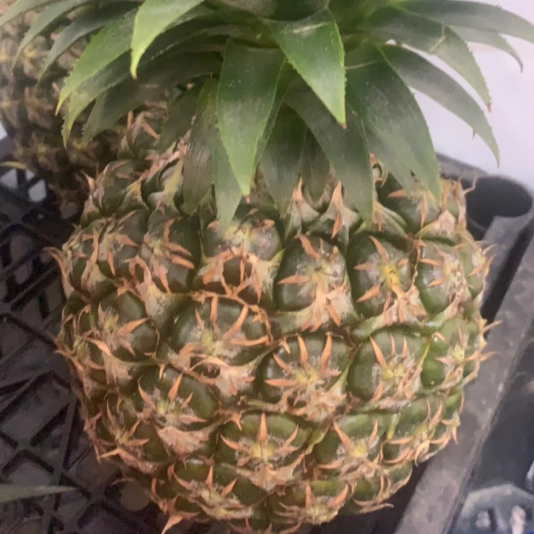 本地西瓜凤梨菠萝