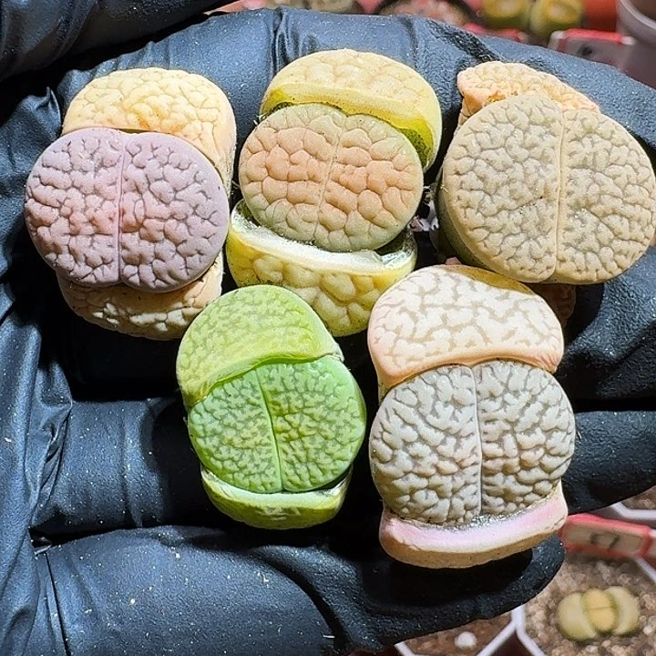 生石花23:：：。 60