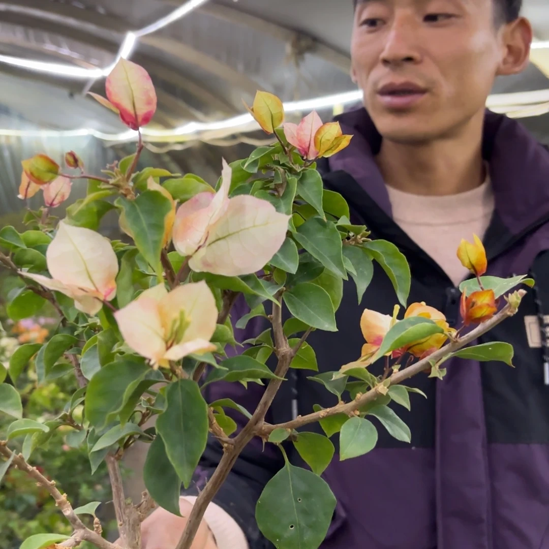 全部花苞（莫吉托）三角梅会落花落叶会光杆苗有大有小
