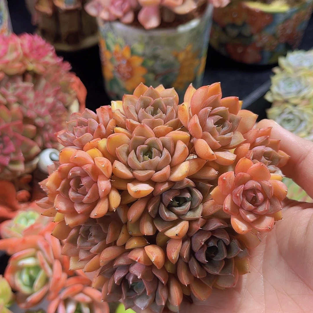 玫瑰夫人多肉植物