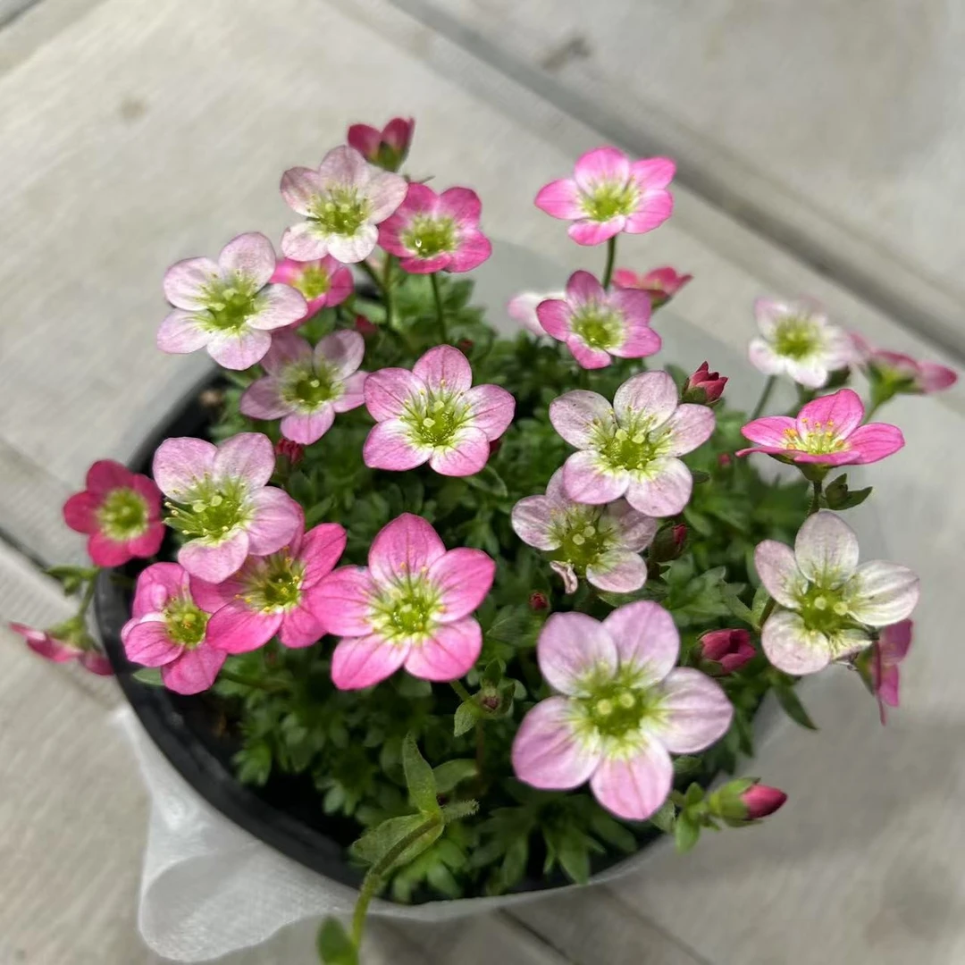 高山虎耳草两盆两色