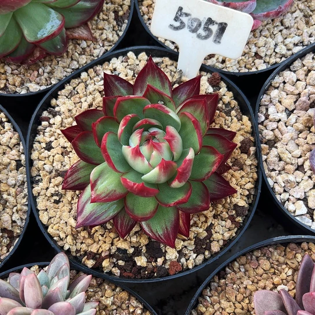 蝴***迪惊鸿仙子一物一拍5051号