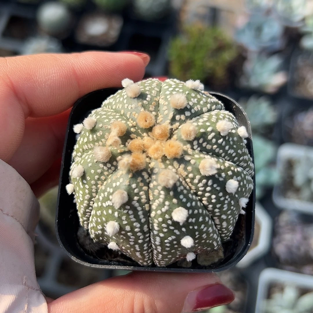 团***9多肉植物多肉植物