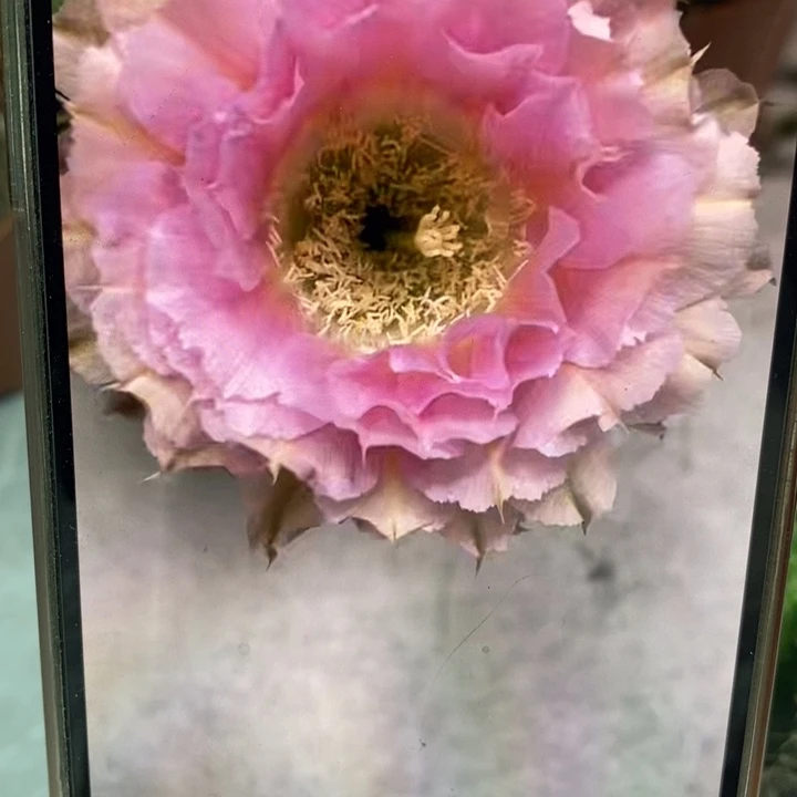 香香318带根6公分左右一点皮