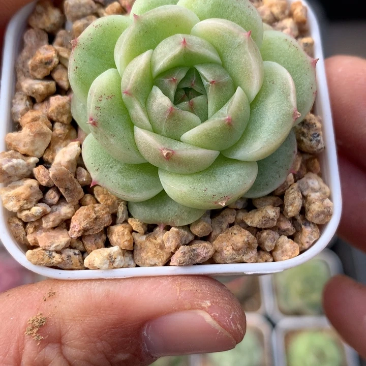圆脸。      花朵麦秆。      33号