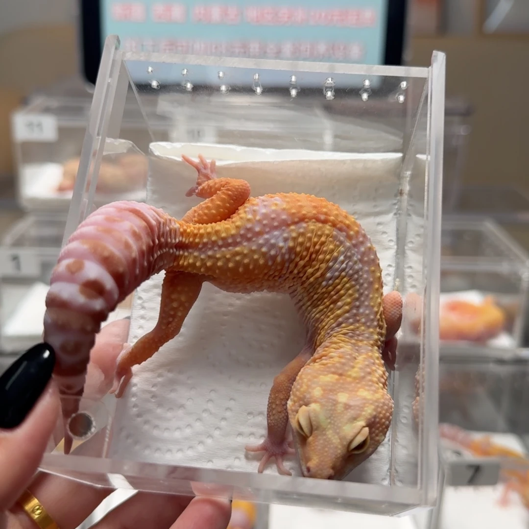 豹纹守宫川普母豹纹