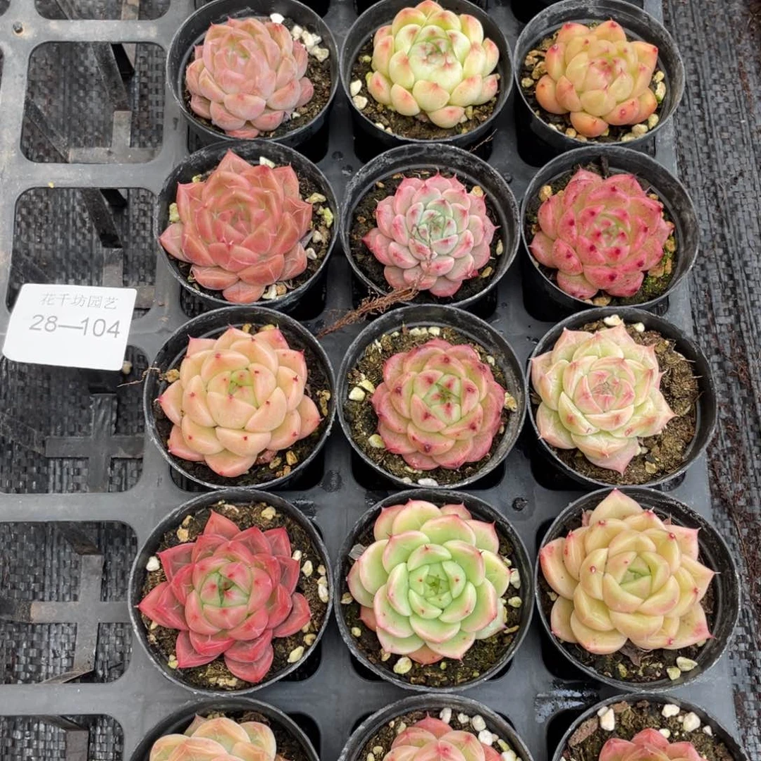 s****r一物一拍18颗28-104