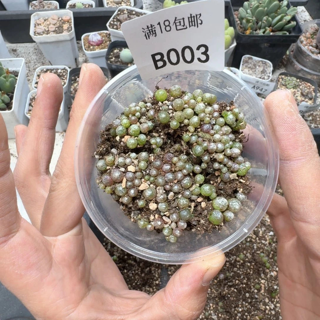 B003 小灯泡一盒。数量多。尺寸不大