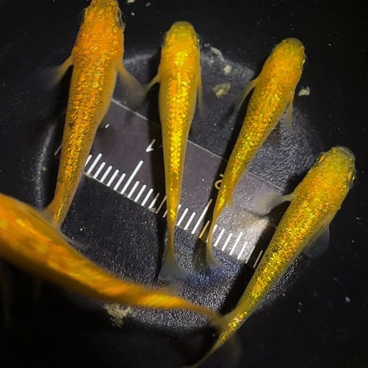 青鳉鱼一物一拍409