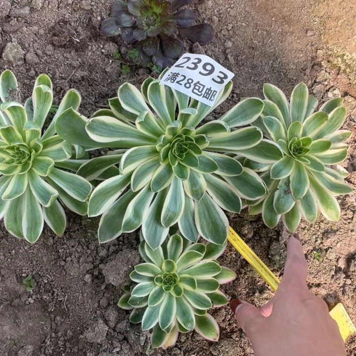 2393四个清莲三号棚K