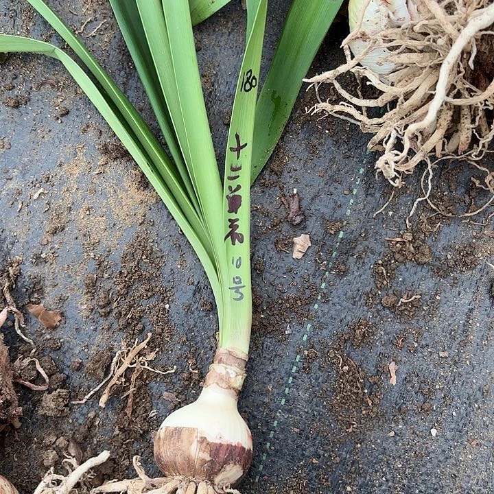 福利10号十二单衣