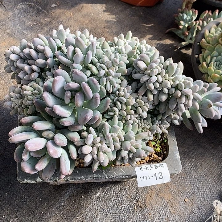 小七夕多肉原始灰姑娘缀13