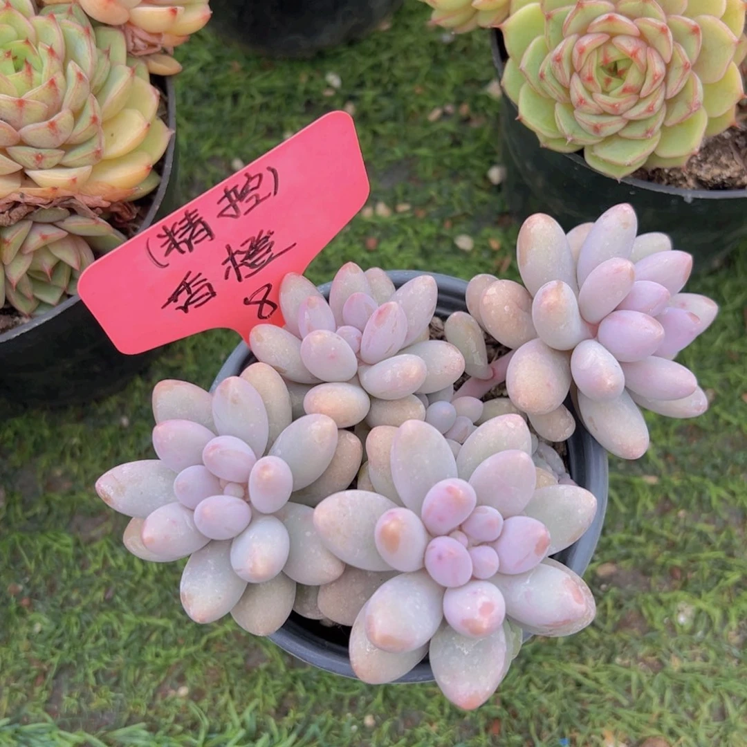 福利来了来啦打榜啦