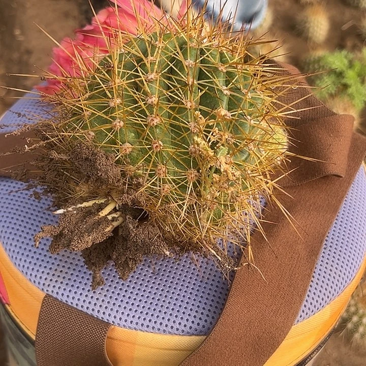 用****9清清桃玥侧牙凉好带花瑕疵
